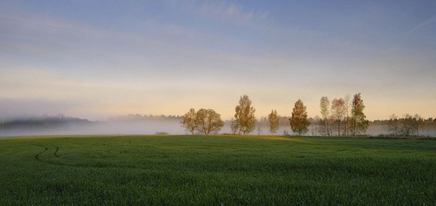 Morgennebel über einem weiten Feld mit einer Baumreihe