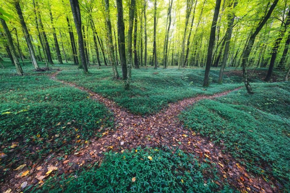 Ein Waldweg teilt sich in zwei Richtungen